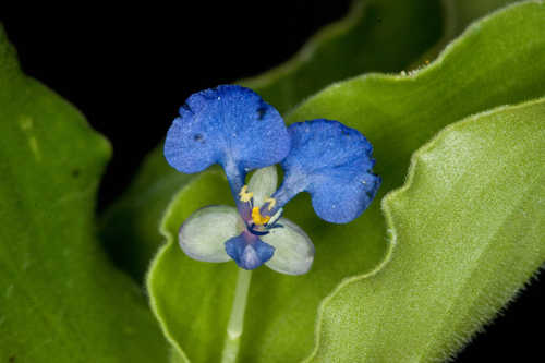 Commelina benghalensis #24